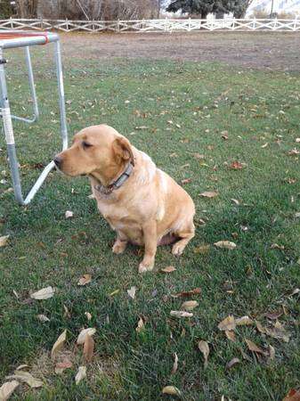 Rehoming yellow lab AKC