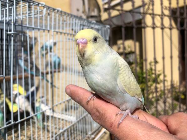 Friendly Budgies and Cockatiels