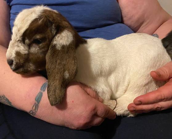 Boer bottle babies