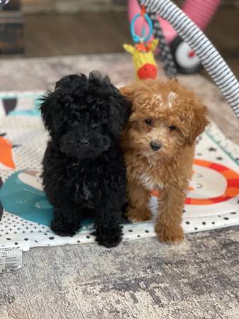 toy poodles