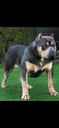 American bully