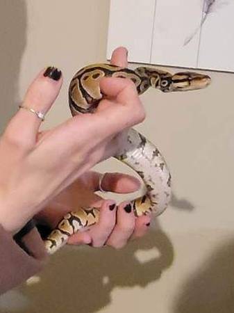 Ball boa python with cage needs new home