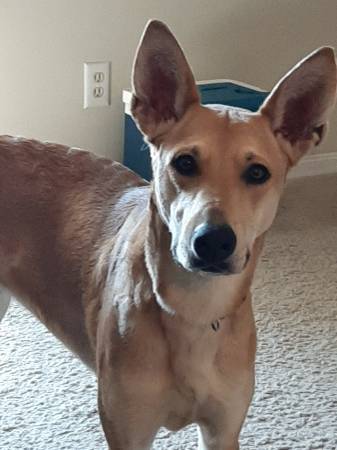 Rehoming very sweet Carolina Dog