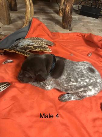 German shorthair pointer pups