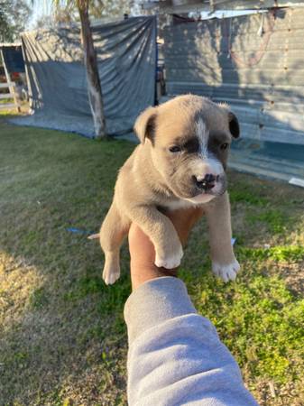 Mixed puppies