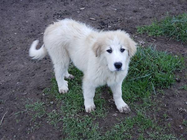 Pyrenees Pup