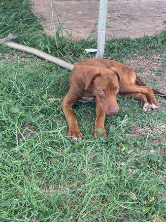 Doberman Pitbull puppy