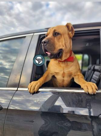 Cane Corso