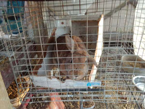 bunnies for sale