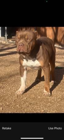 Xl male American bully chocolate tri