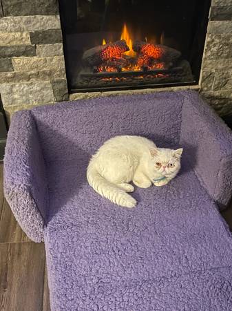 Exotic shorthair Persians