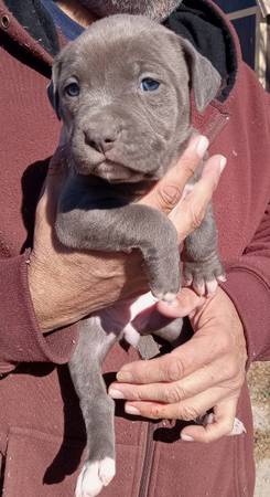 Pitbull/XL bully puppies