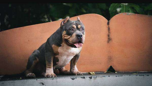 American bully puppies