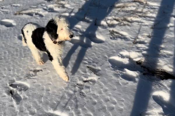 Sheepadoodle Puppy