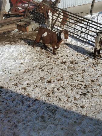 Commercial Boer Goat Doelings