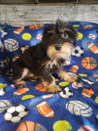 Mini Schnauzer Mix Puppy