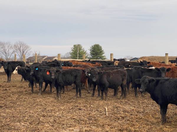 125 heifers