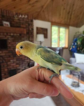 Lovebird For Rehoming