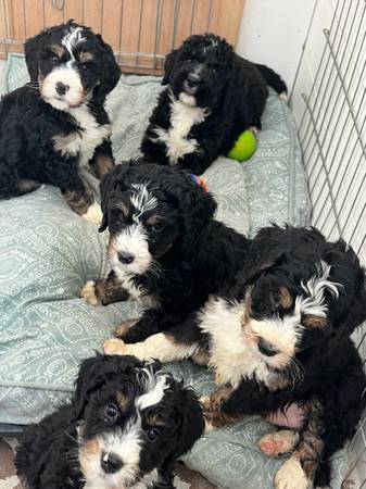 Bernedoodle puppy