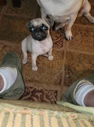 Akc pug puppy