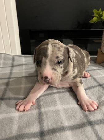 American Bully Puppies need new homes