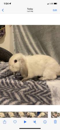 Holland Lop Bunnies