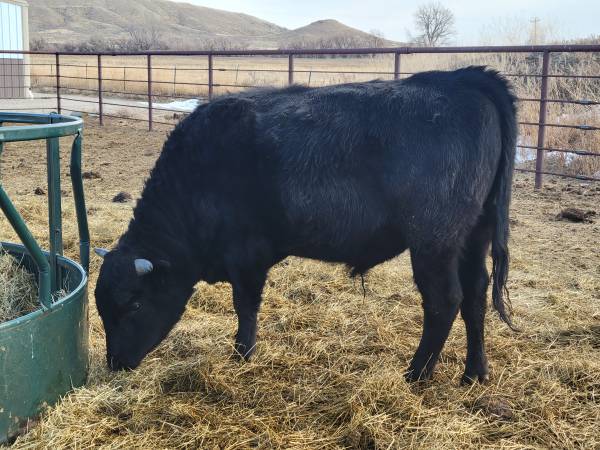 2 year old corriente/Angus bull