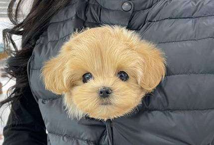 Mini Cavapoo puppy