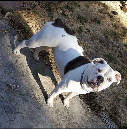 Deaf Olde English Bulldog In Need of Home