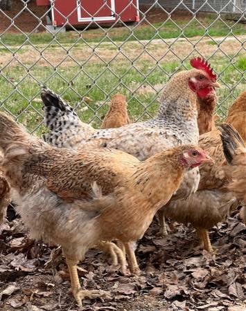 Chickens – Dixie Rainbow Laying hens