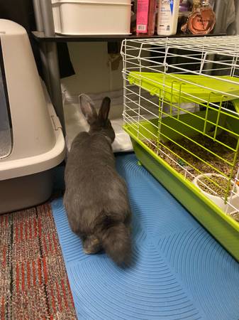 Free large male rabbit