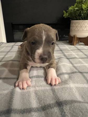 American Bully Puppies need new homes