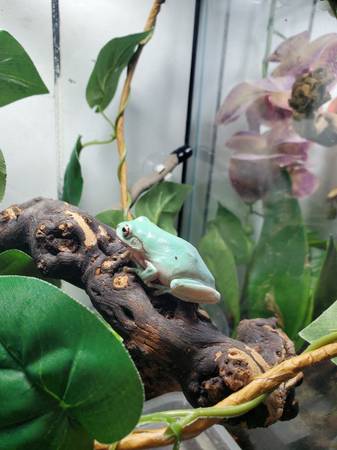 Whites tree frog & set up