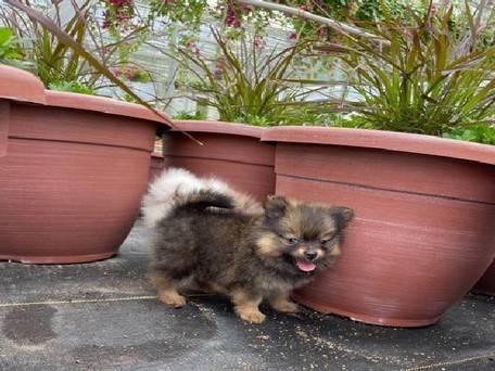 Gorgeous Pomeranian puppies for sale!!