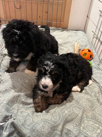 Bernedoodle puppy