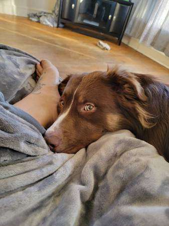 Australian shepherd Burnese Mt dog mix