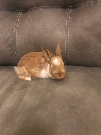 Californian mix rabbits