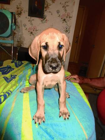 New Family Member – AKC Great Dane