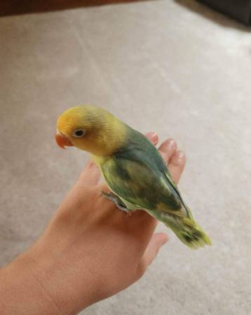 Lovebird For Rehoming