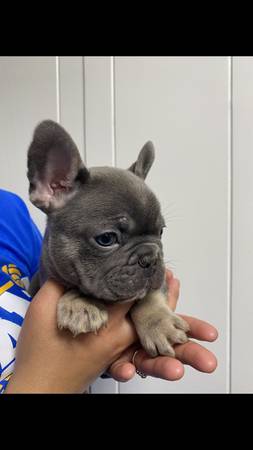 french bulldog pups