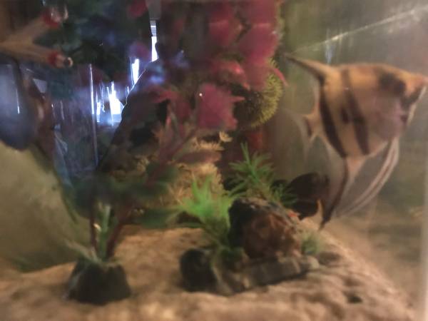 3 Leopard geckos, frog, fish, tanks etc.