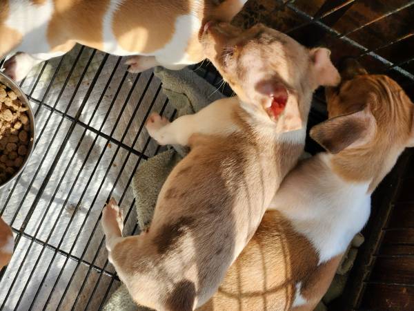 Rat Terrier Puppies