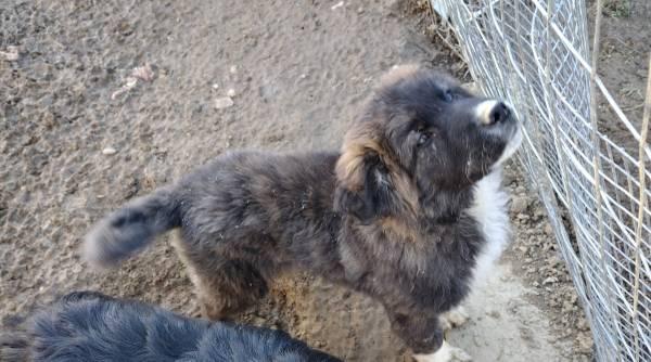 Livestock Guardian Pup