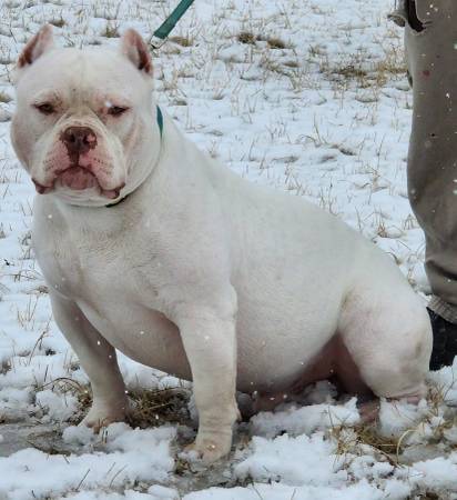 Male American Bully ABKC Rocko line