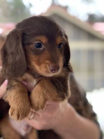 AKC Longhaired Mini Dachshund Puppies