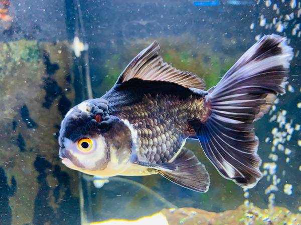 Oranda goldfish