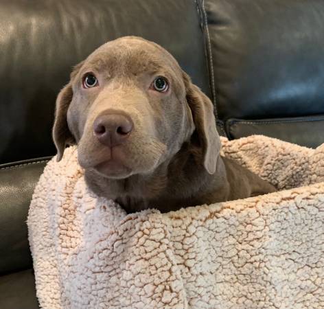 AKC female lab