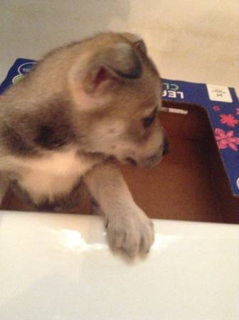 Male Siberian Husky puppy 5 weeks old