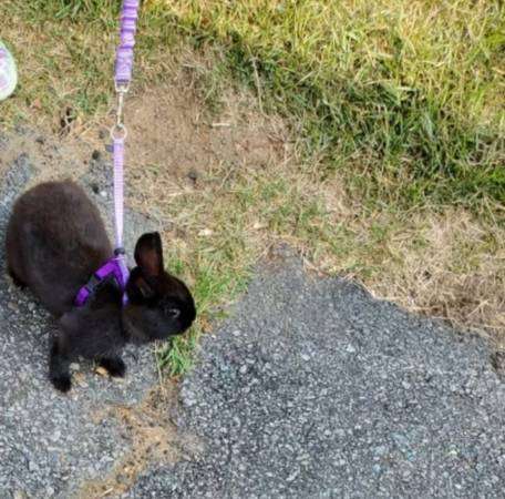 netherland dwarf rabbit