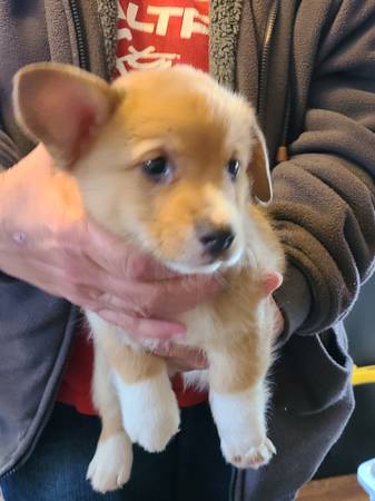 Corgi pups